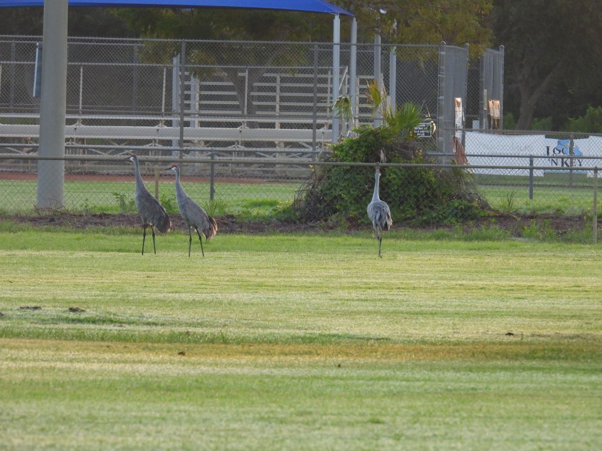 Sandhill Crane - ML624566509