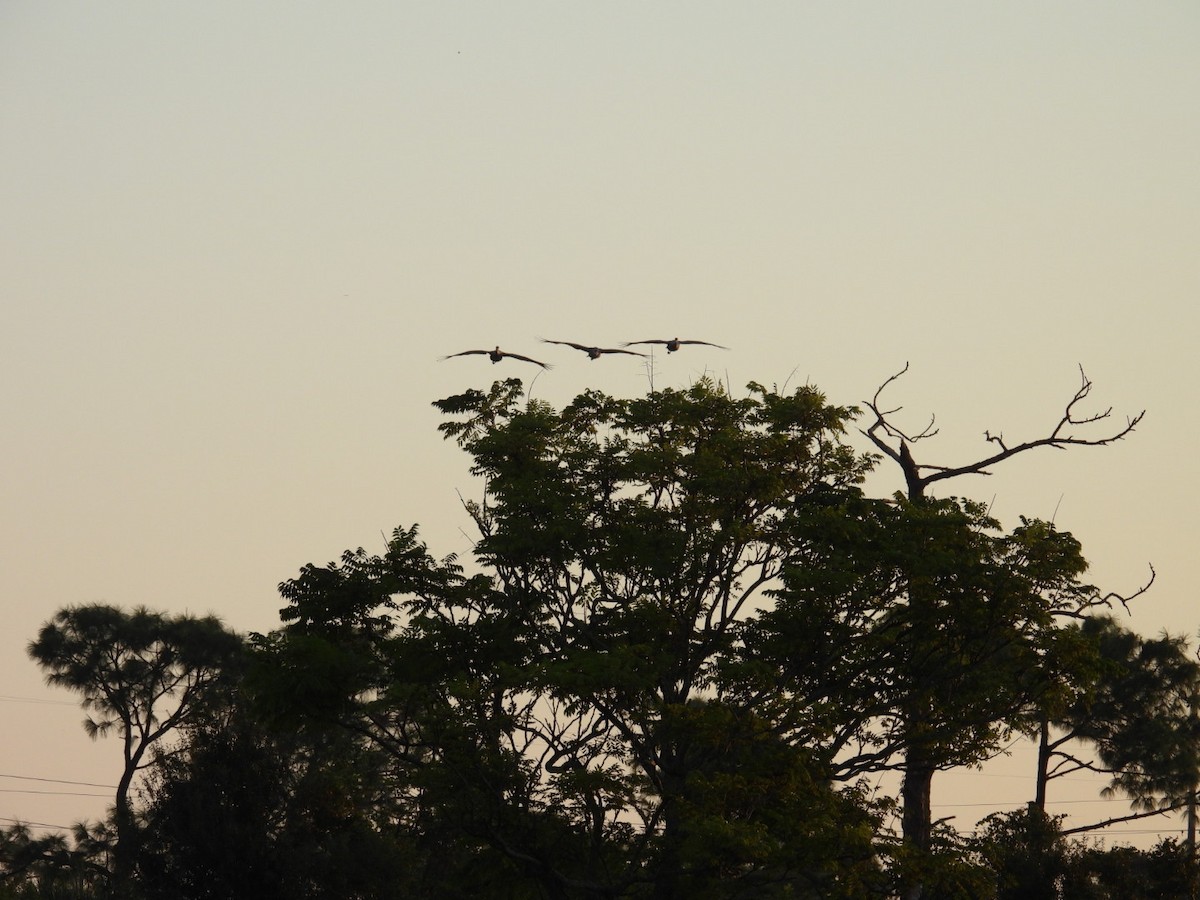 Sandhill Crane - ML624566510