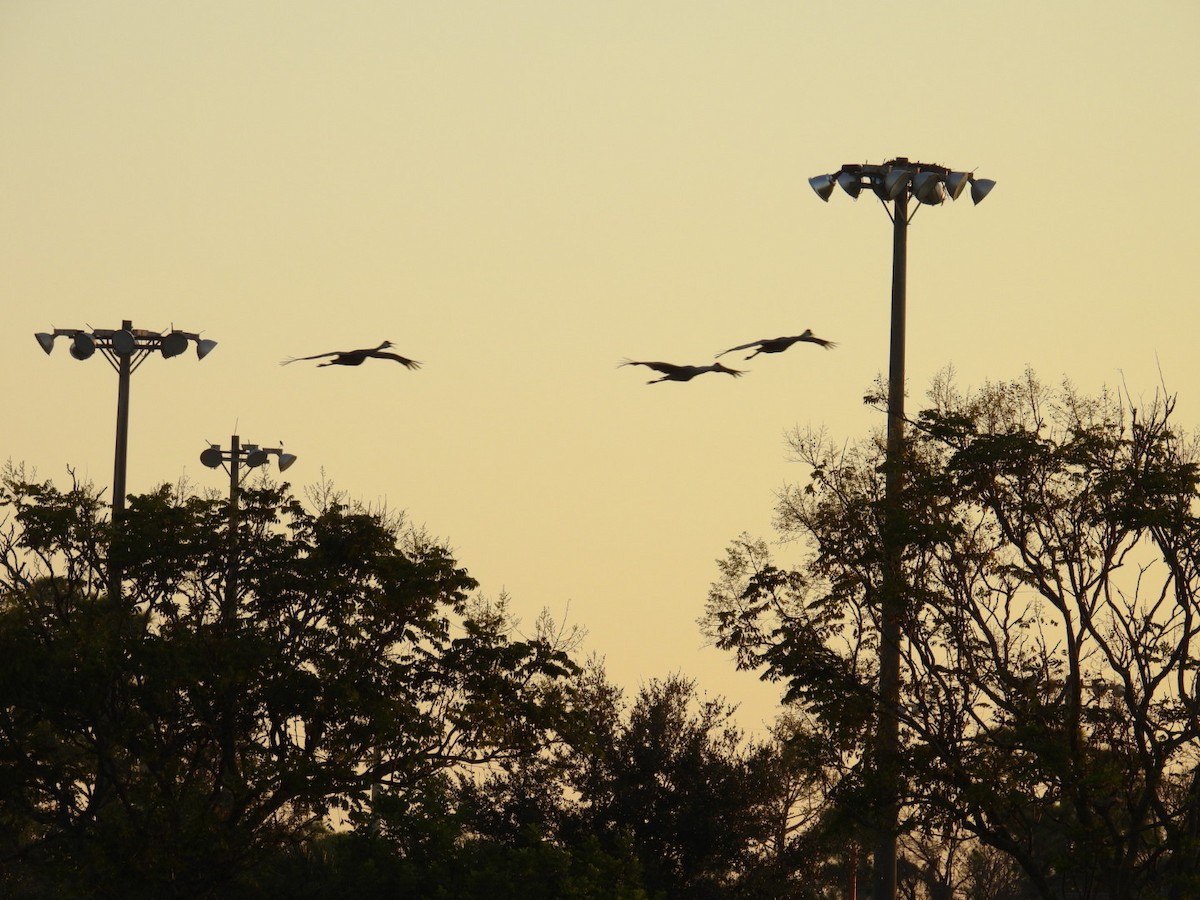 Sandhill Crane - ML624566511