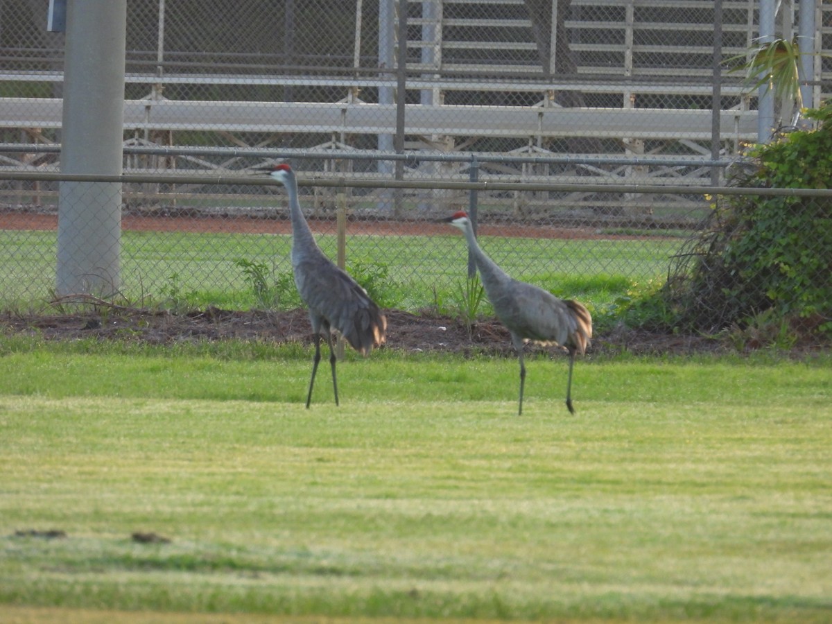 Sandhill Crane - ML624566512