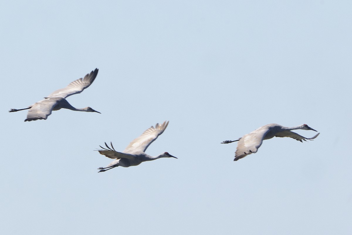 Sandhill Crane - ML624566514