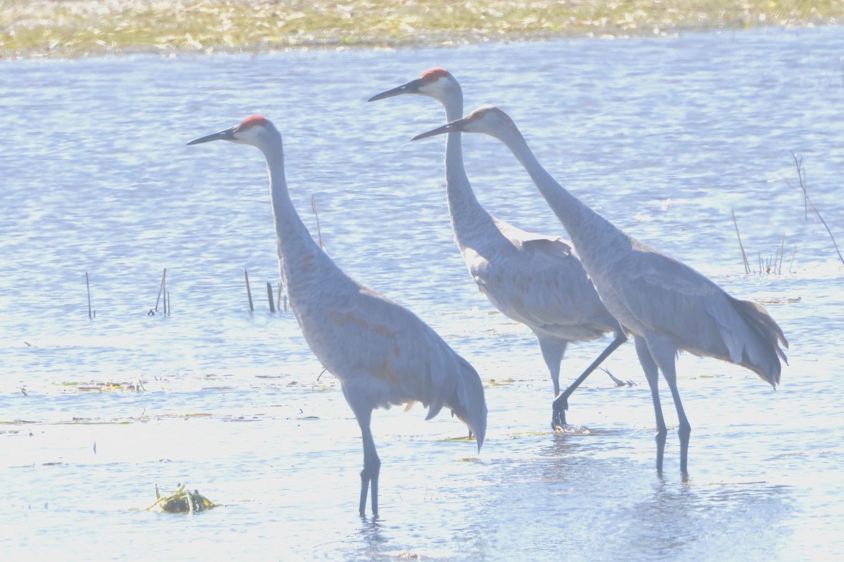 Sandhill Crane - ML624566515