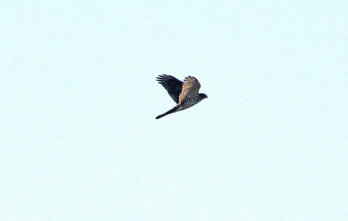 Northern Harrier - ML624566516