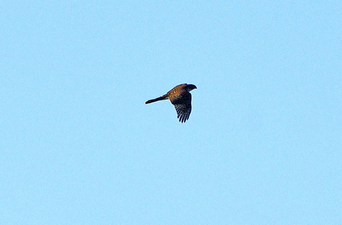 Northern Harrier - ML624566517