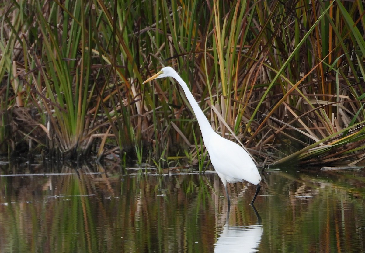 Great Egret - ML624566518