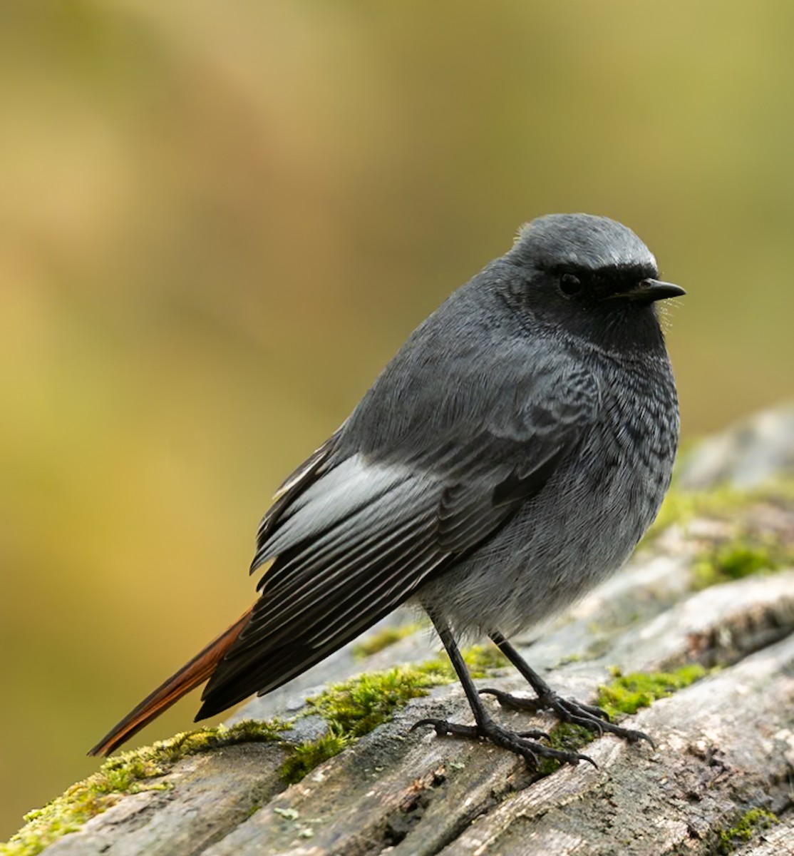 Black Redstart - ML624566519