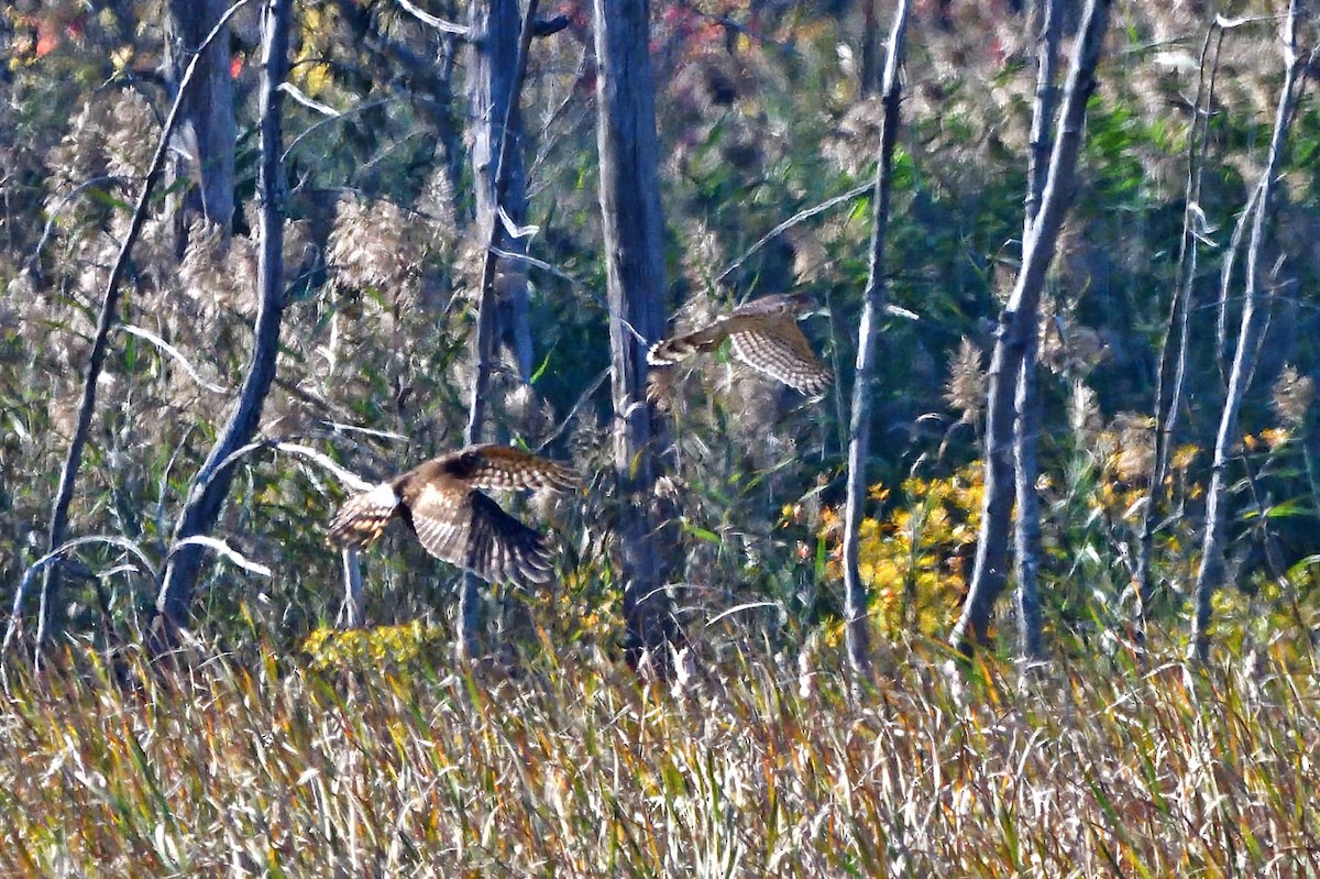 Northern Harrier - ML624566541