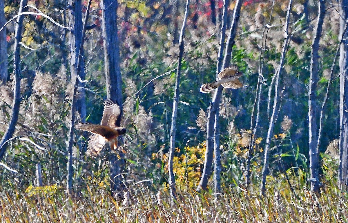 Northern Harrier - ML624566542