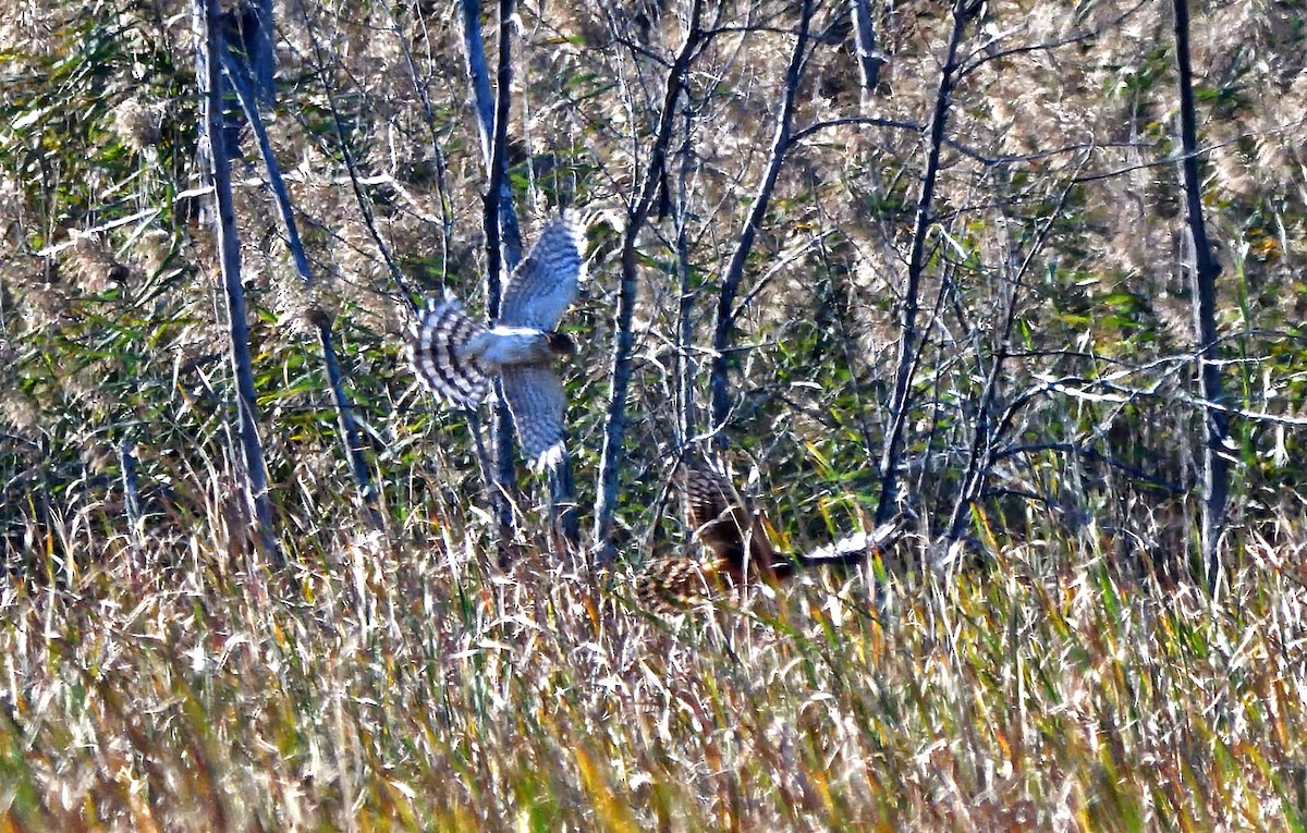 Northern Harrier - ML624566543