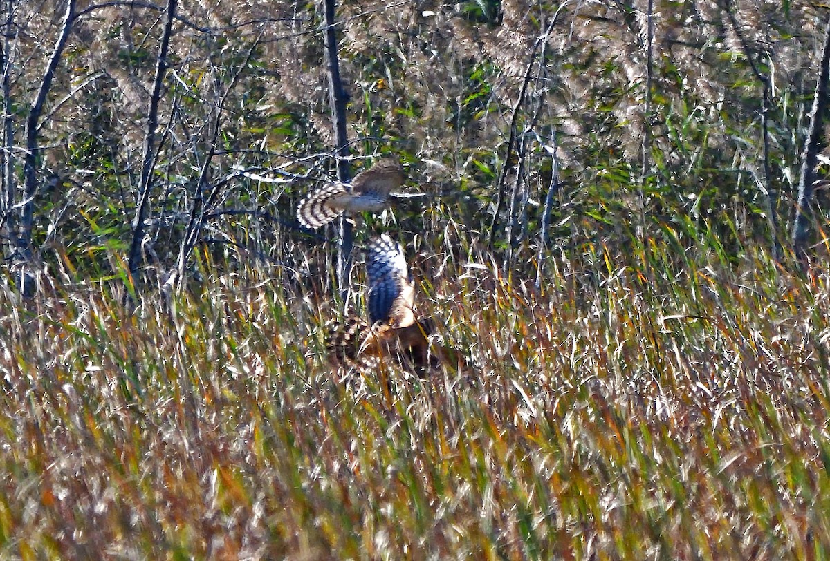 Northern Harrier - ML624566544