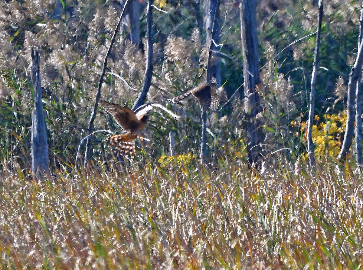 Northern Harrier - ML624566545