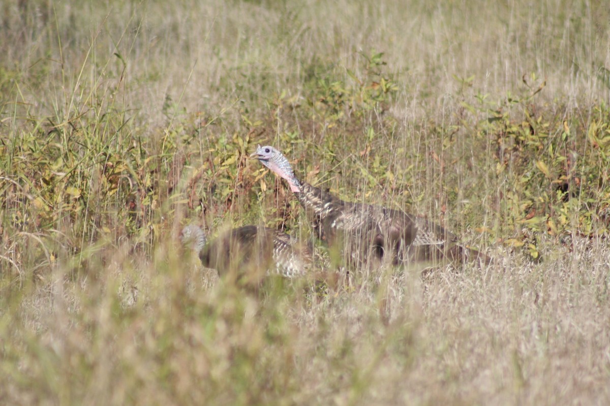 Wild Turkey - ML624566568