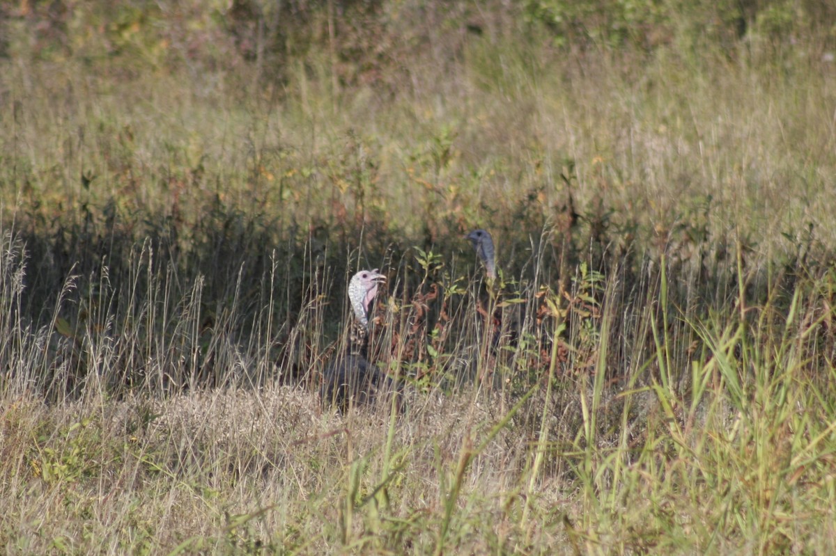 Wild Turkey - ML624566569