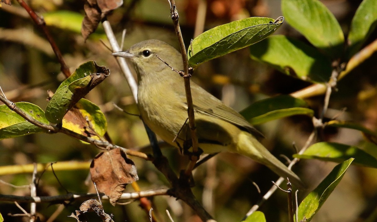 Orange-crowned Warbler - ML624566625