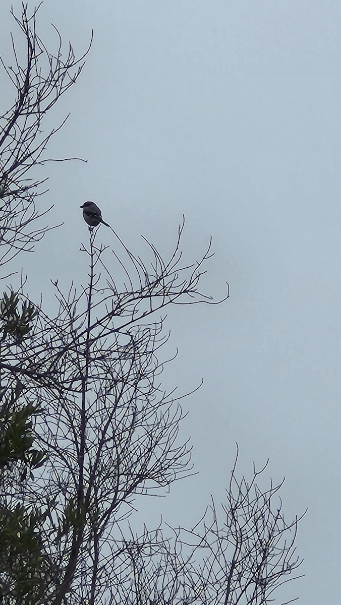 Loggerhead Shrike - Kurt Radamaker