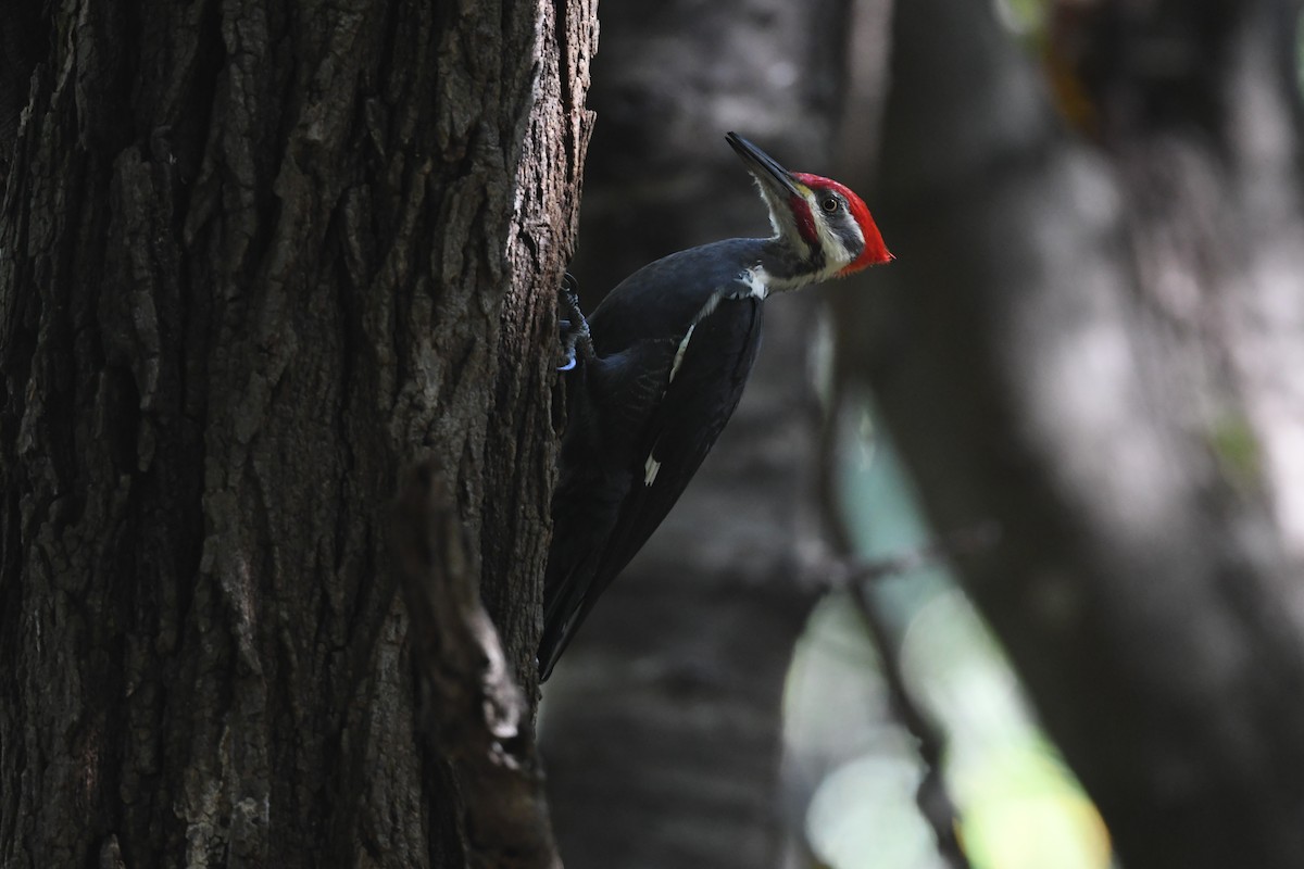 Pileated Woodpecker - ML624566636