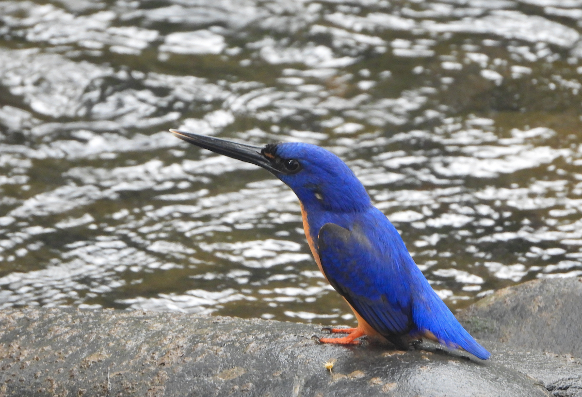 Azure Kingfisher - ML624566739