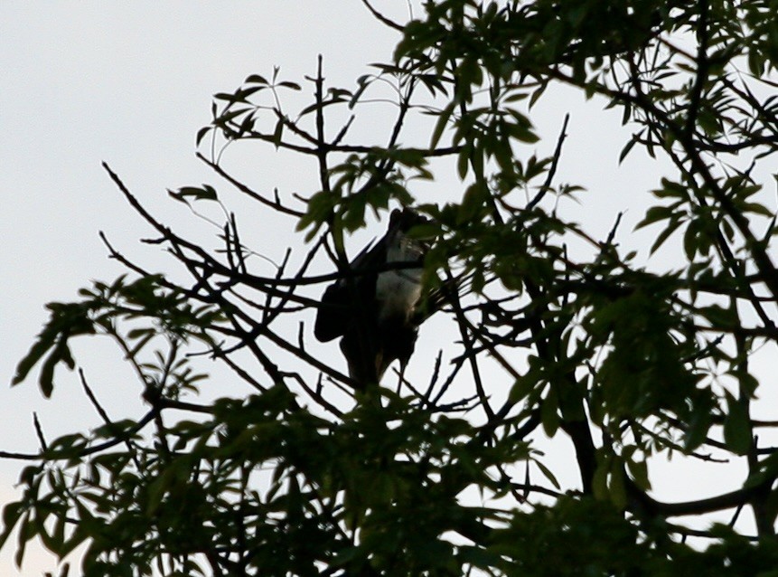 Black Vulture - ML624566787