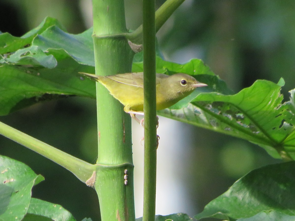 Mourning Warbler - ML624566830