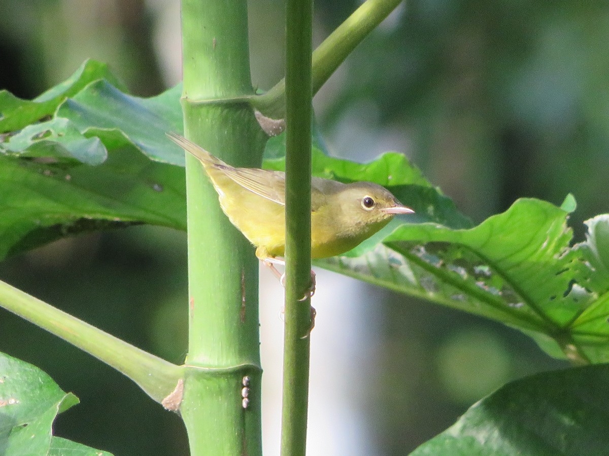 Mourning Warbler - ML624566831