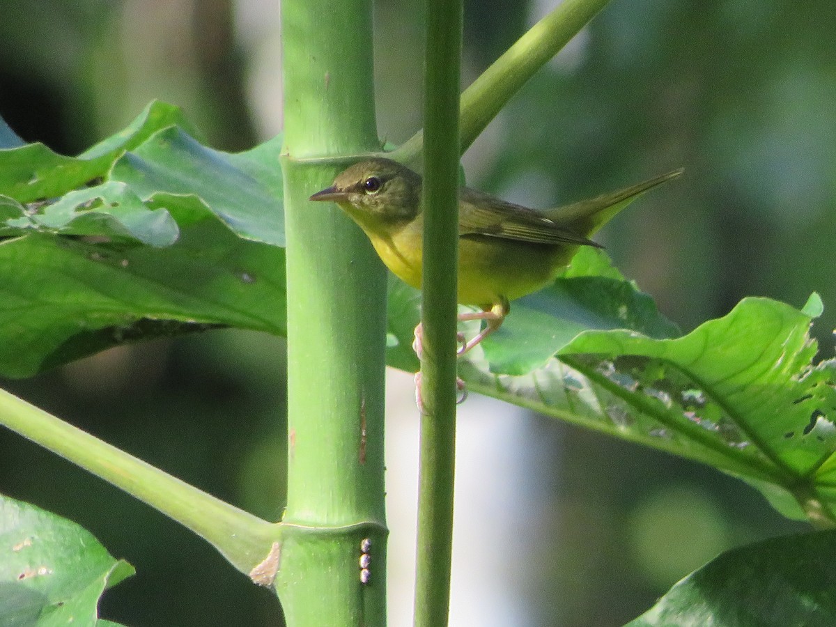 Mourning Warbler - ML624566832