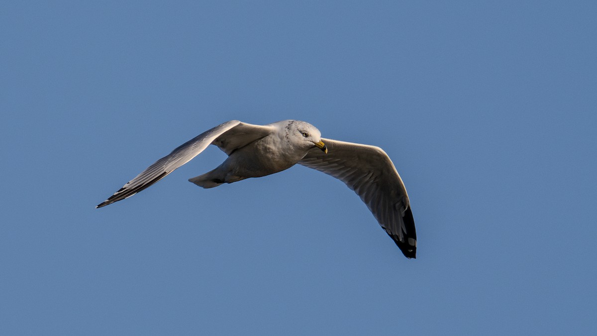 Ring-billed Gull - ML624566854