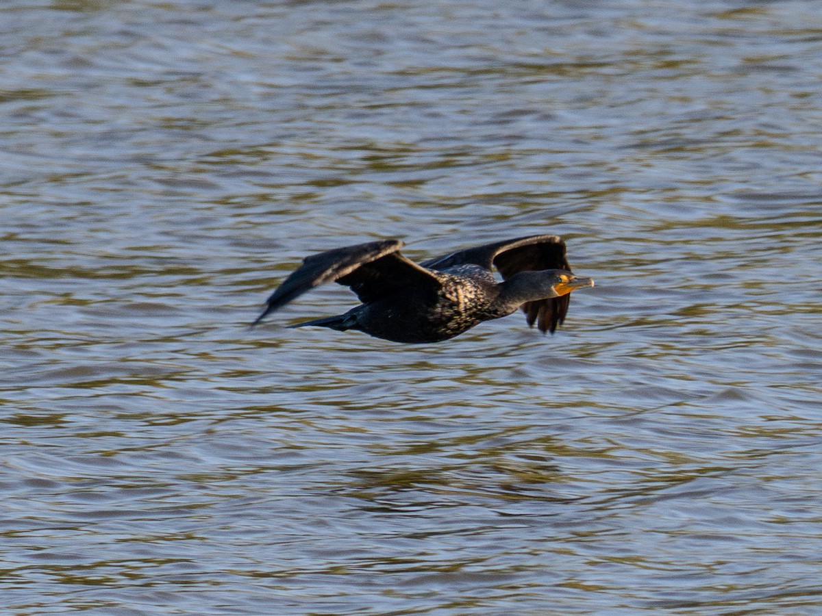 Double-crested Cormorant - ML624566862