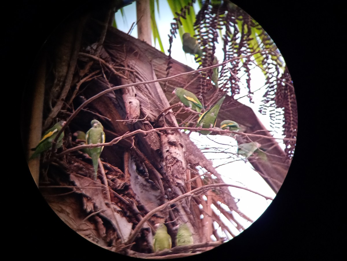 White-winged Parakeet - Juan Sebastian Bernal