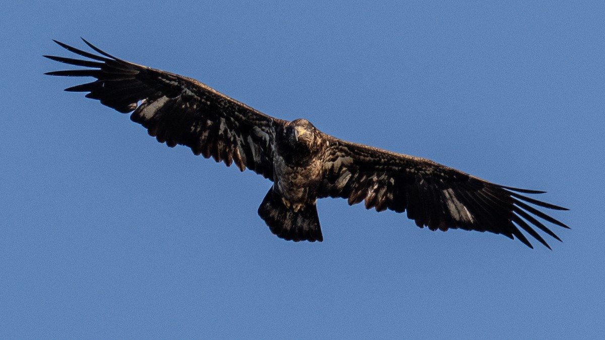 Bald Eagle - ML624566869