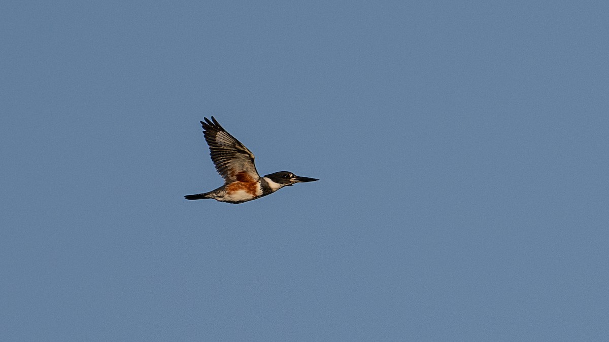 Belted Kingfisher - ML624566871