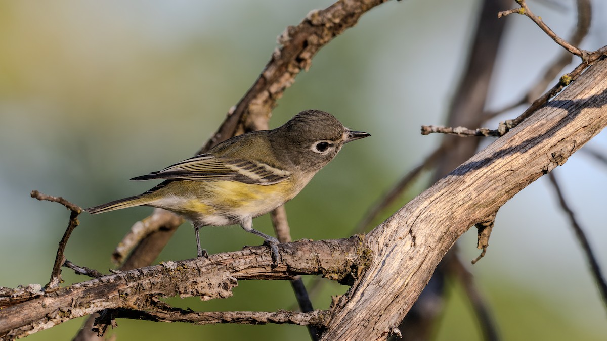 Blue-headed Vireo - Dustin Wrolstad