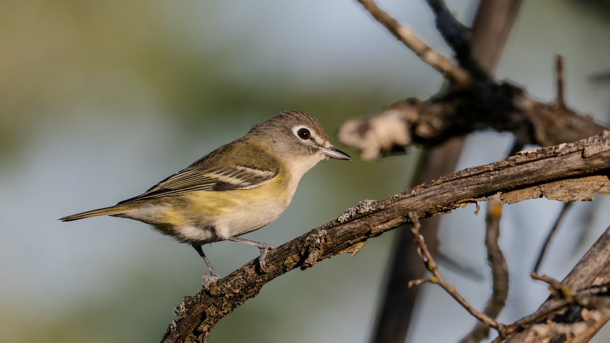 Blue-headed Vireo - ML624566881