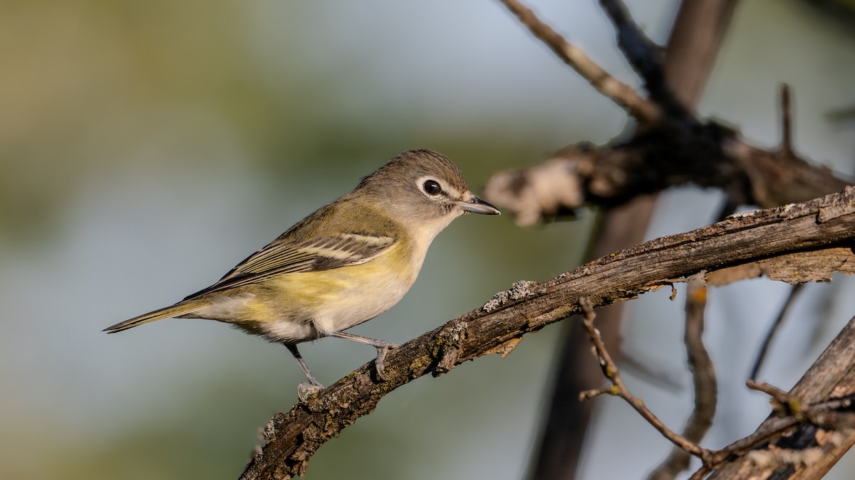 Blue-headed Vireo - Dustin Wrolstad