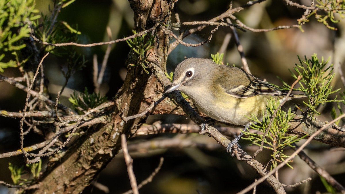 Blue-headed Vireo - ML624566883