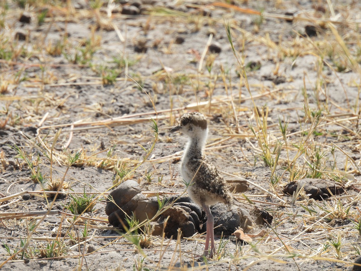 Crowned Lapwing - ML624566884