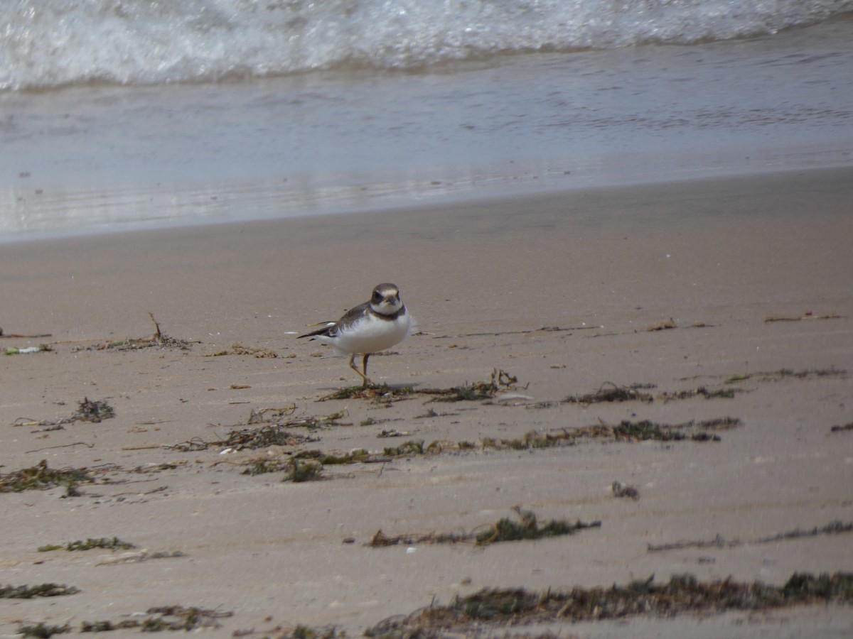 Semipalmated Plover - ML624566885