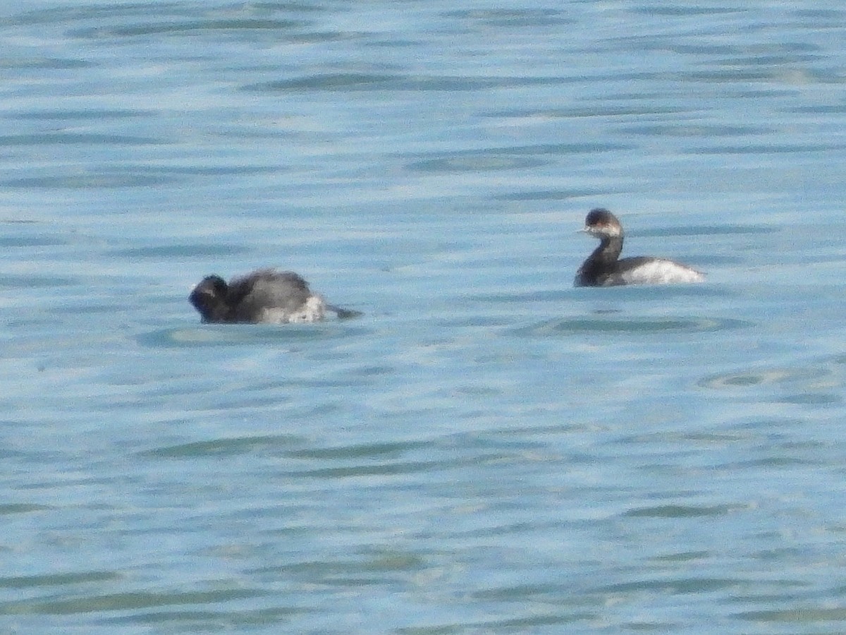 Horned Grebe - Scottie Whigham