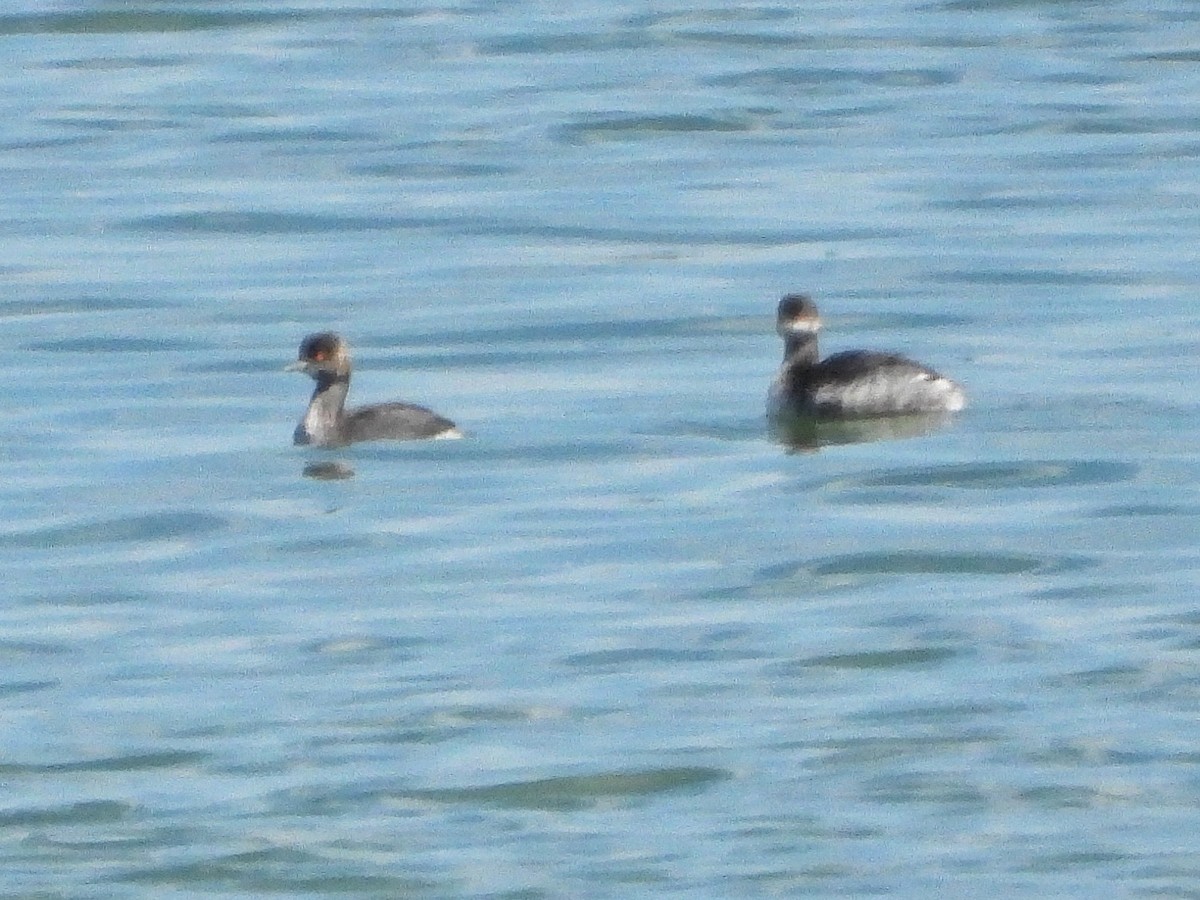 Horned Grebe - ML624566888