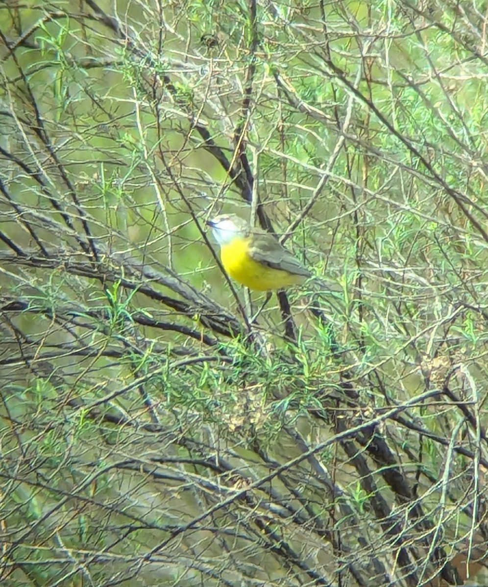 White-throated Gerygone - ML624566890