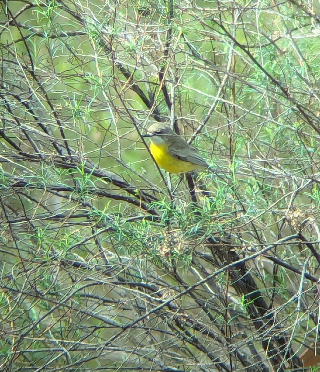 White-throated Gerygone - ML624566891