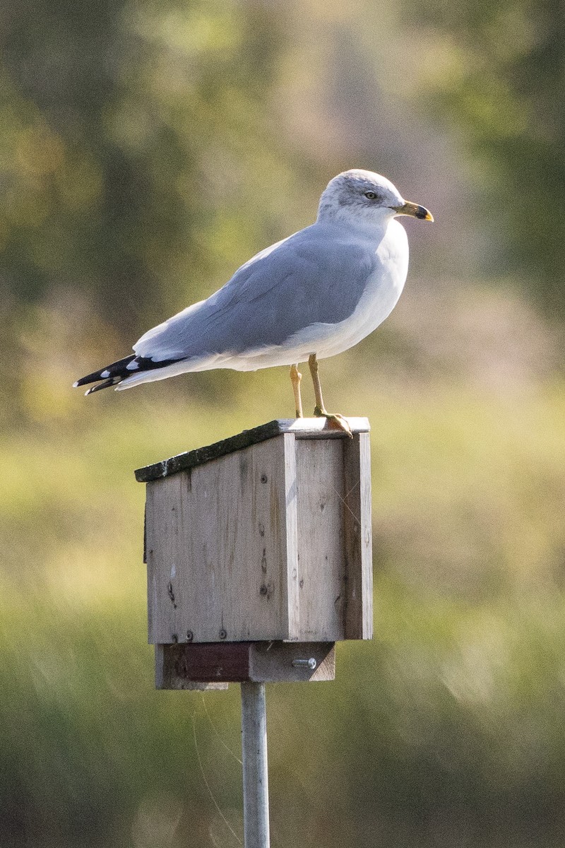 Ring-billed Gull - ML624566892