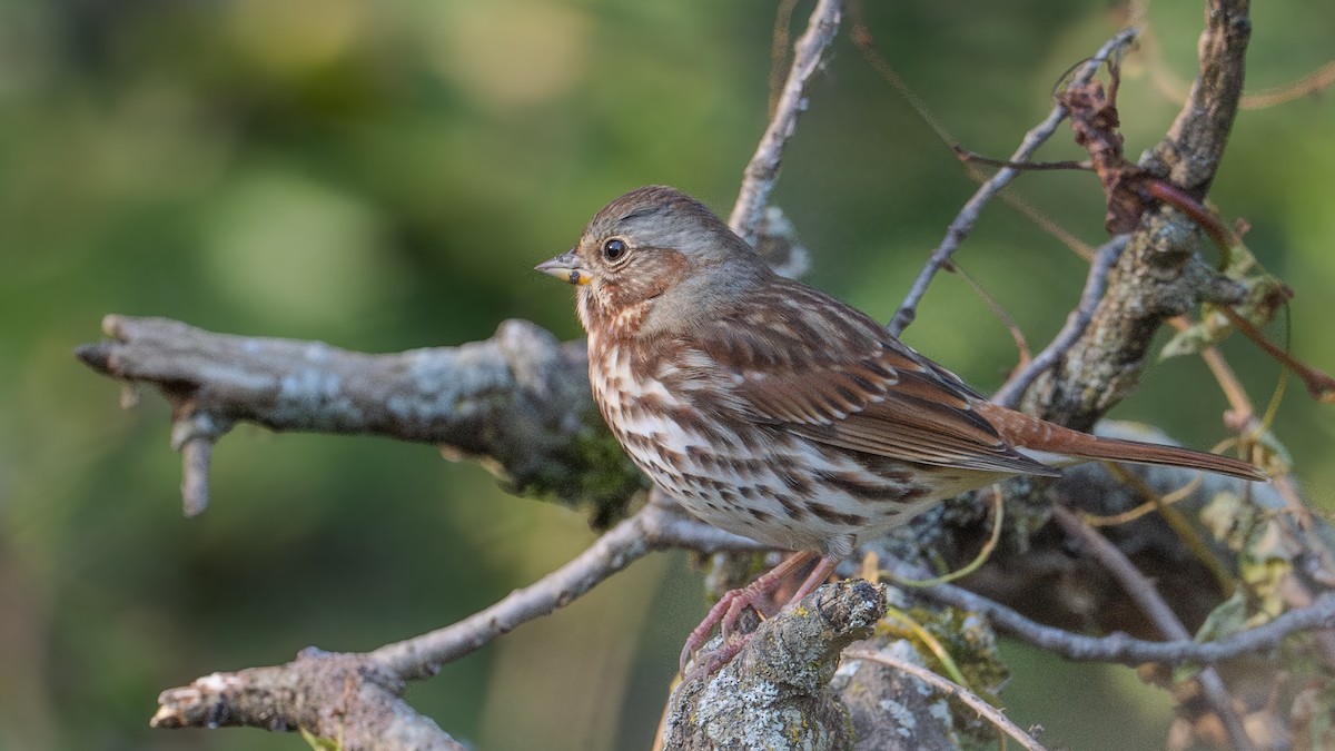 Fox Sparrow - ML624566893