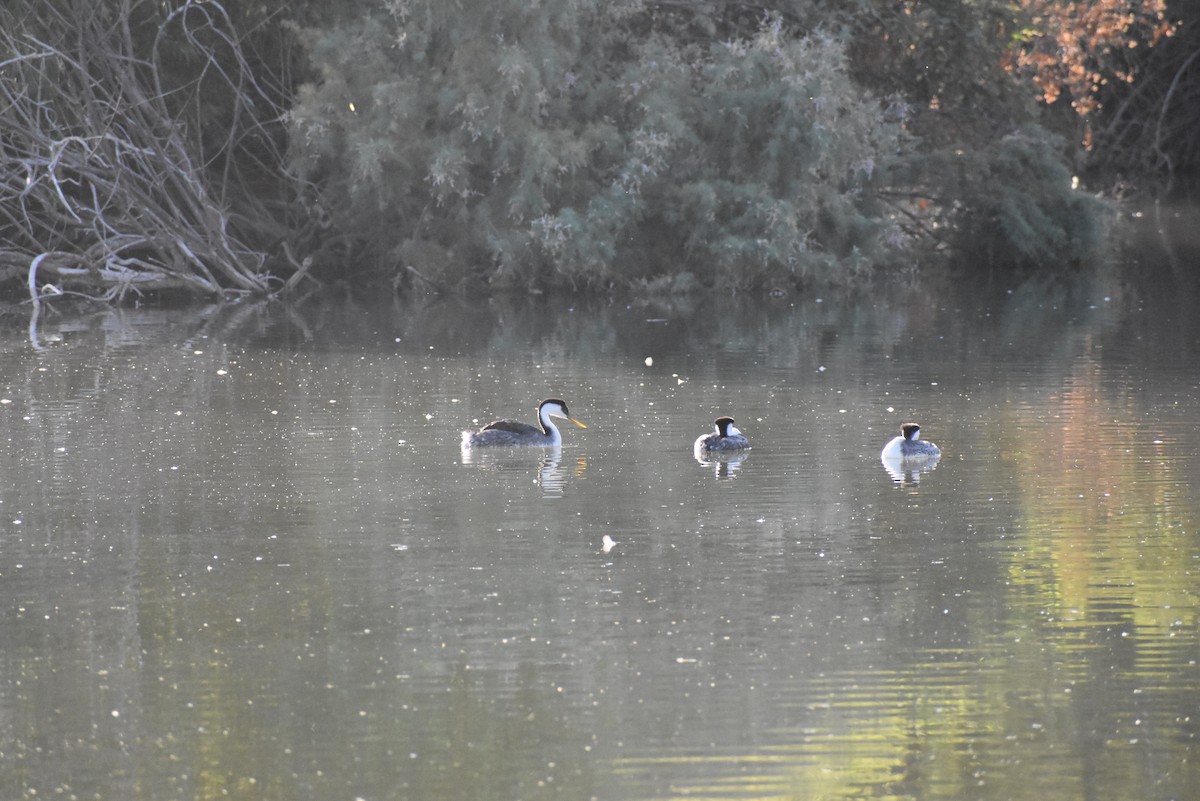 Western Grebe - ML624566894