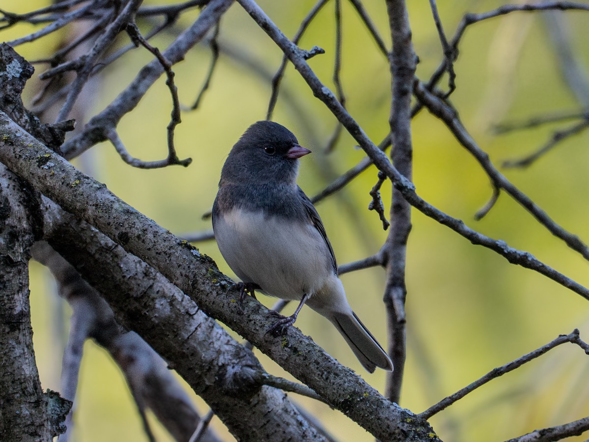 Dark-eyed Junco - ML624566897