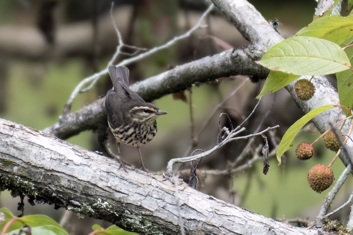 Northern Waterthrush - ML624566898