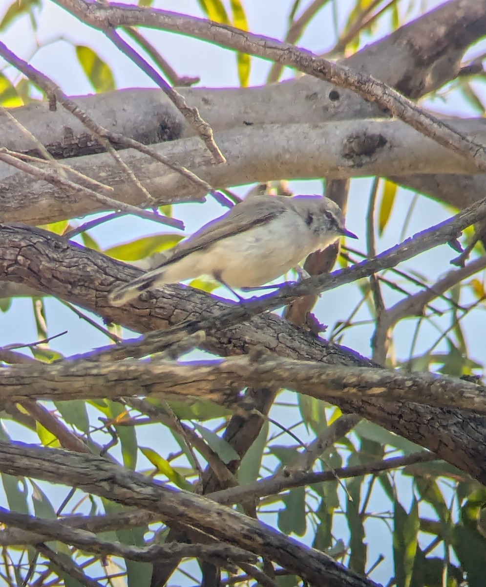 Western Gerygone - ML624566900