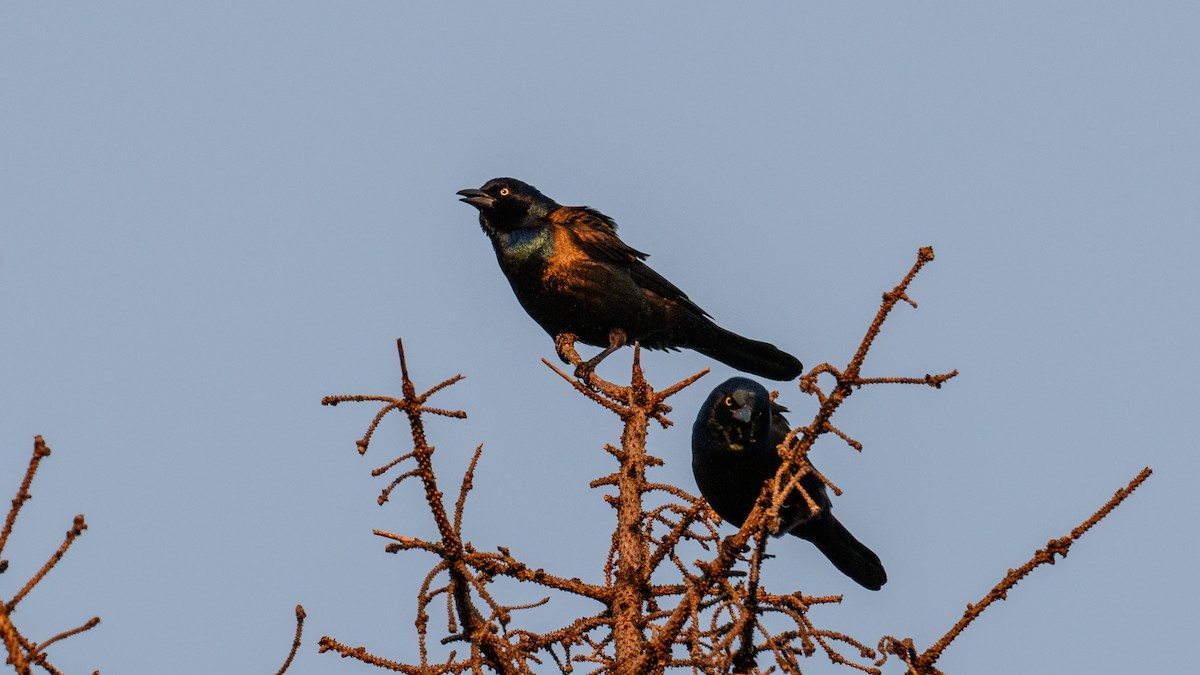 Common Grackle - ML624566908