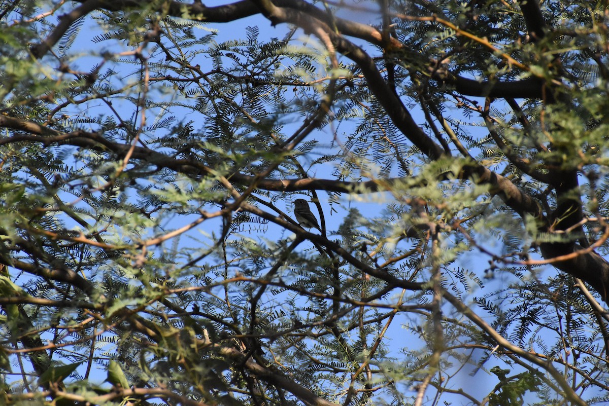 Hammond's Flycatcher - ML624566915