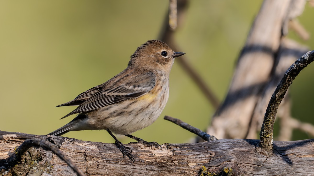 Yellow-rumped Warbler - ML624566916