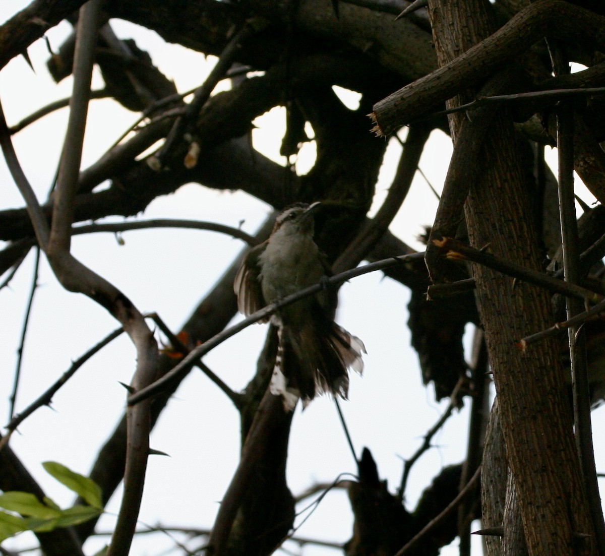 Rufous-naped Wren - ML624566983